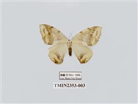 藏品(臺灣波紋帶鉤蛾)的圖片